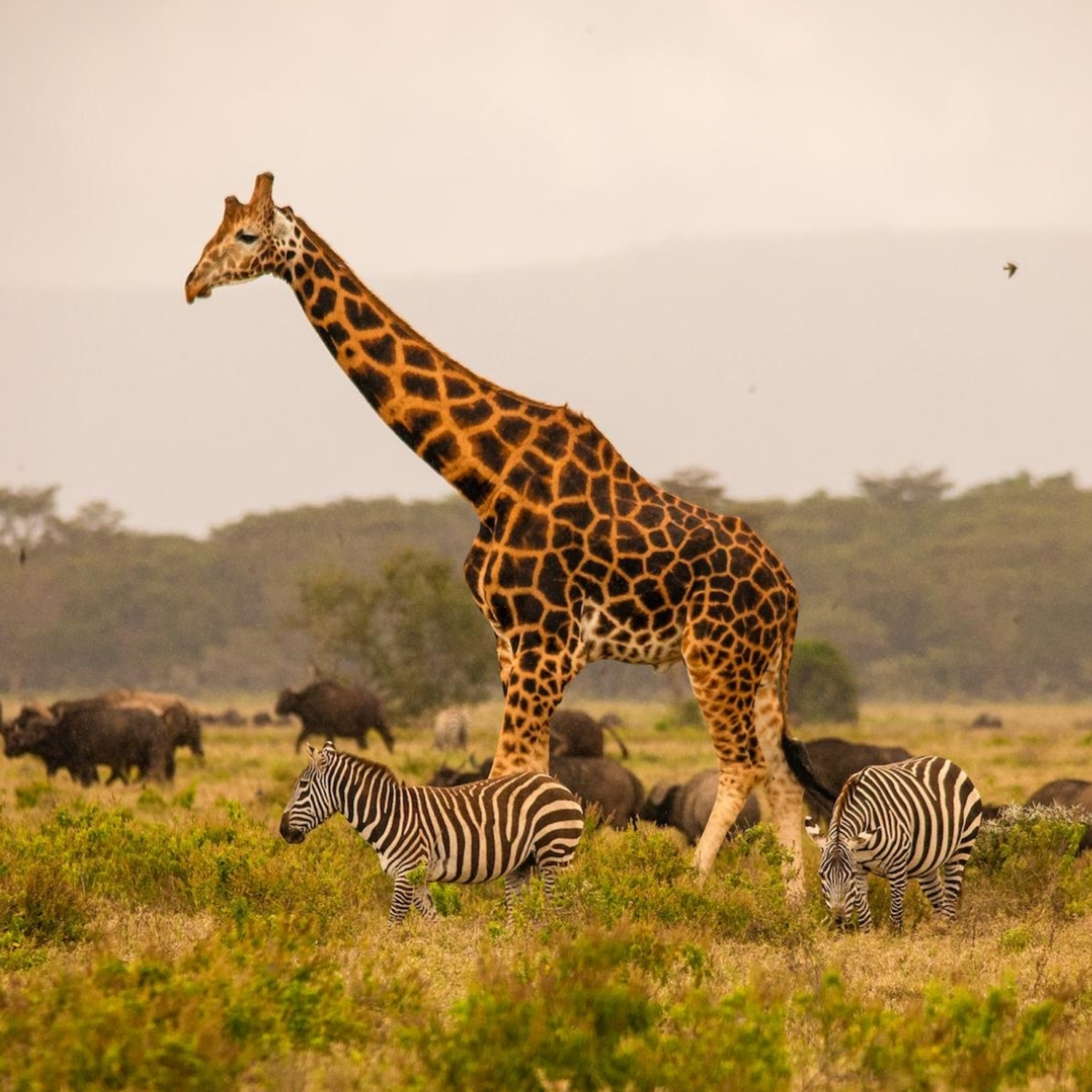 Ultmate Safari from Zanzibar to Serengeti 3 day